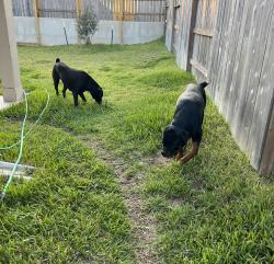 Found/Stray Unknown Dog last seen Panorama Village Conroe TX, Conroe, TX 77304