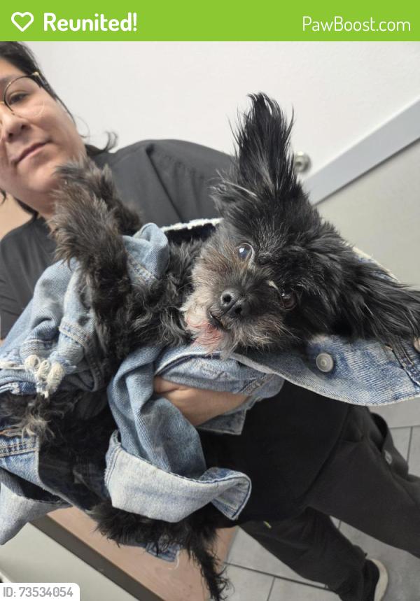 Reunited Female Dog last seen Cheyenne between simmons/rancho, Las Vegas, NV 89128