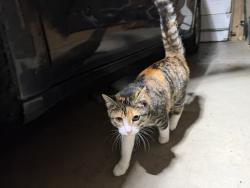 Reunited Unknown Cat last seen Near Schmalz Landscaping, Hopfensperger Rd, WI 54915