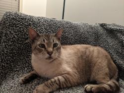 Lost Male Cat last seen Gloria Switch Rd, Carencro, LA 70520