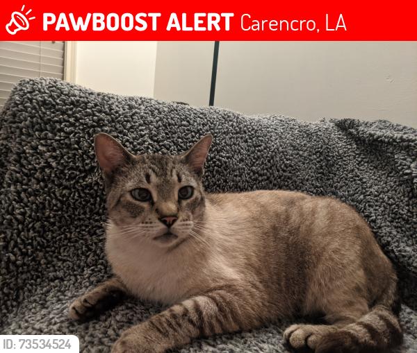 Lost Male Cat last seen Gloria Switch Rd, Carencro, LA 70520