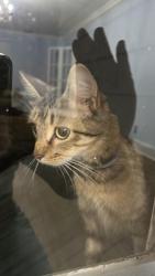 Found/Stray Unknown Cat last seen Westminster Road, Bristol, CT 06010