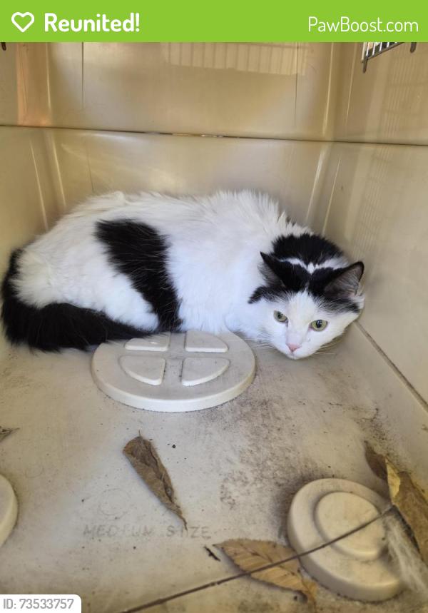 Reunited Male Cat last seen Eastwood rd / hillview rd, Mounds View, MN 55112