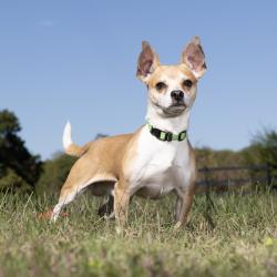 Shelter Stray Male Dog last seen , 1006 Grigsby Hayes Ct, Franklin, TN 37064, USA