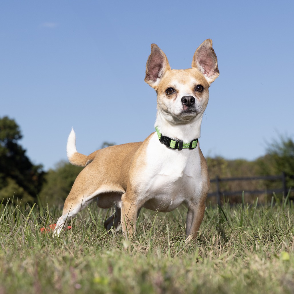 Shelter Stray Male Dog last seen , 1006 Grigsby Hayes Ct, Franklin, TN 37064, USA