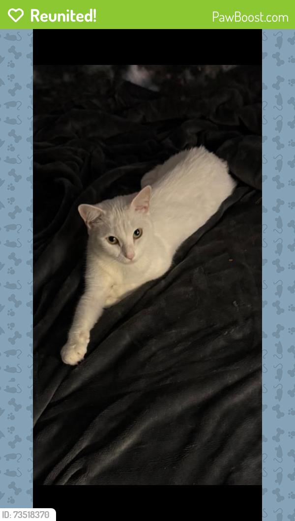 Reunited Female Cat last seen Near manor Ave munster in, Munster, IN 46321