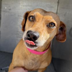 Shelter Stray Female Dog last seen , 4500 N Access Rd, Chattanooga, TN 37415, USA