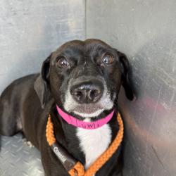Shelter Stray Female Dog last seen , 4500 N Access Rd, Chattanooga, TN 37415, USA