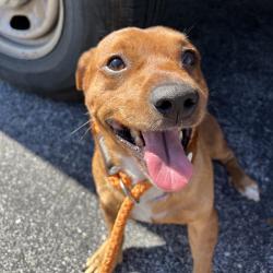 Shelter Stray Male Dog last seen , 4500 N Access Rd, Chattanooga, TN 37415, USA