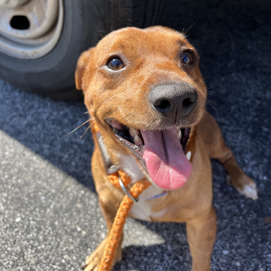Shelter Stray Male Dog last seen , 4500 N Access Rd, Chattanooga, TN 37415, USA