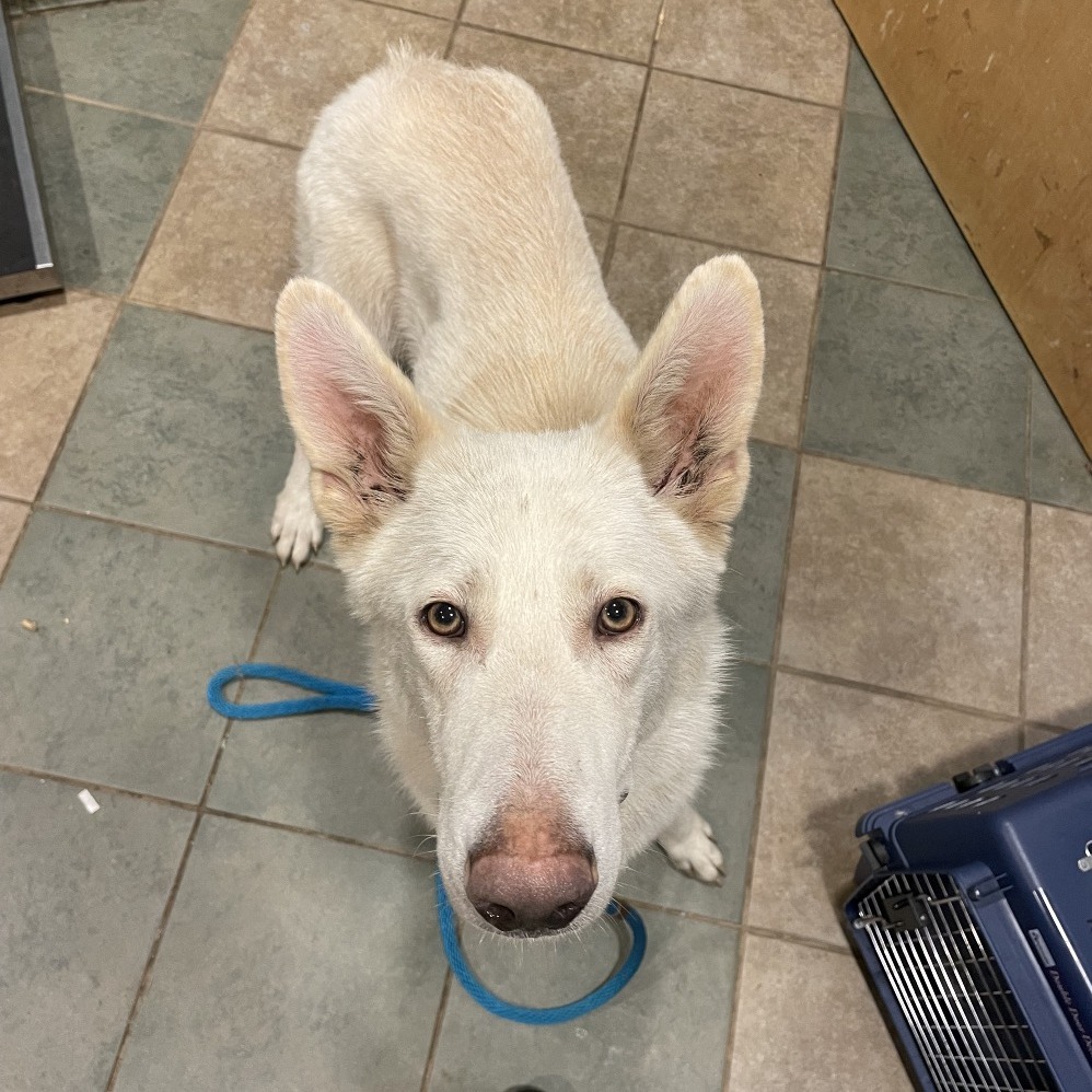 Shelter Stray Male Dog last seen , 4500 N Access Rd, Chattanooga, TN 37415, USA