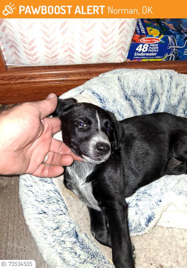 Rehomed Female Dog last seen 156th and hwy9, Norman, OK 73026