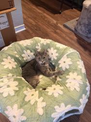 Lost Male Cat last seen Midnight Pass, Rockwall, TX 75087