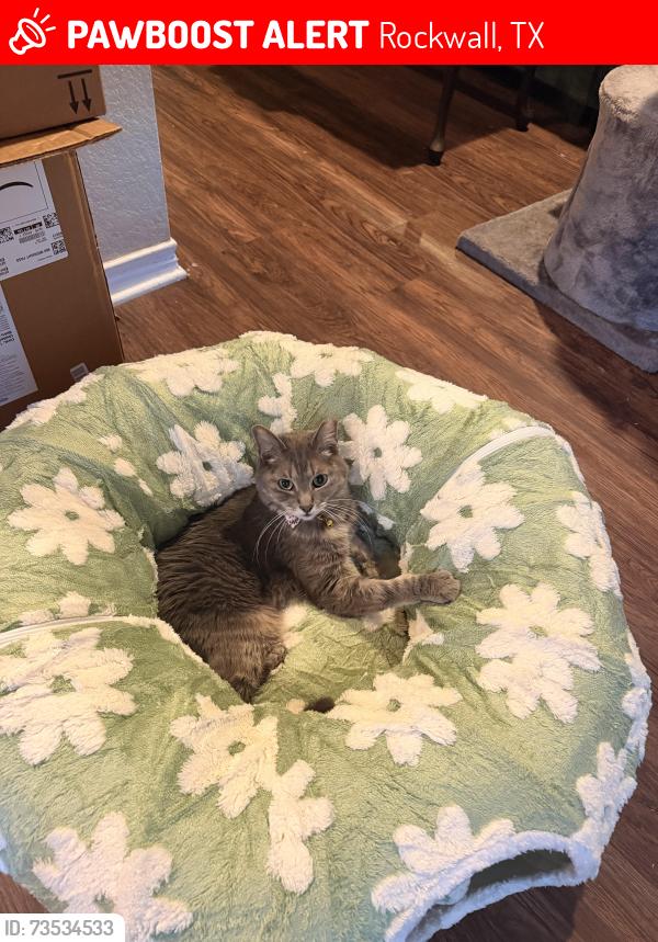 Lost Male Cat last seen Midnight Pass, Rockwall, TX 75087