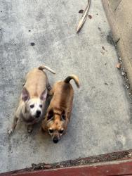 Found/Stray Male Dog last seen South and cherry, Long Beach, CA 90805