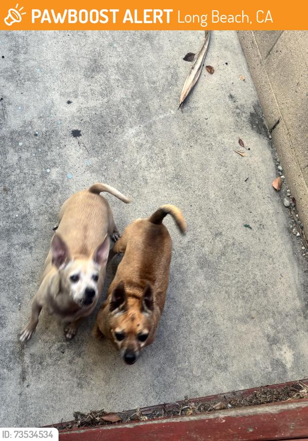Found/Stray Male Dog last seen South and cherry, Long Beach, CA 90805