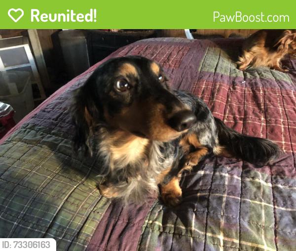 Reunited Male Dog last seen Near Towerwood Dr, Conroe, TX 77306, USA, Conroe, TX 77306