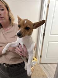Found/Stray Female Dog last seen Valley falls and 5th st, Boiling Springs, SC 29316