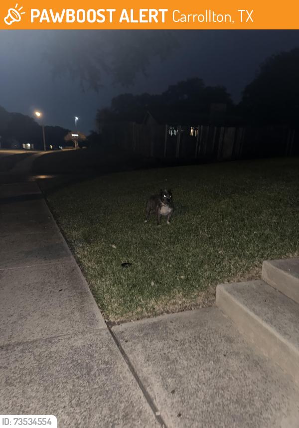 Found/Stray Unknown Dog last seen Peters colony and chestnut, Carrollton, TX 75007