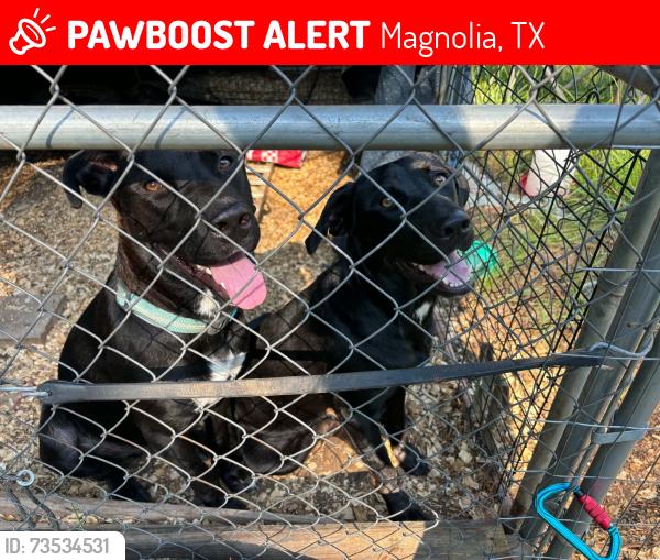 Lost Female Dog last seen Abilene st magnolia tx, Magnolia, TX 77354