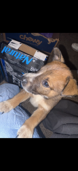 Lost Male Dog last seen clark and grant, Fresno, CA 93701