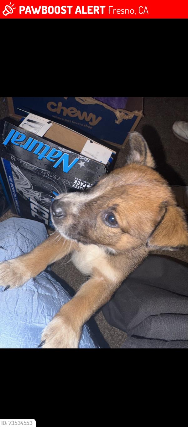 Lost Male Dog last seen clark and grant, Fresno, CA 93701