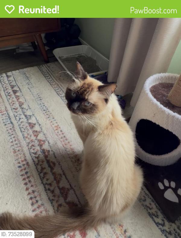 Reunited Unknown Cat last seen J Lawson Blvd, Orlando, FL 32824