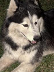 Found/Stray Male Dog last seen Centennial and Minnesota, Indianapolis, IN 46241