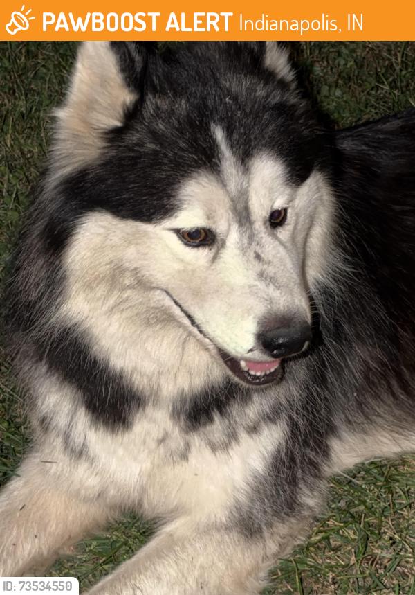 Found/Stray Male Dog last seen Centennial and Minnesota, Indianapolis, IN 46241