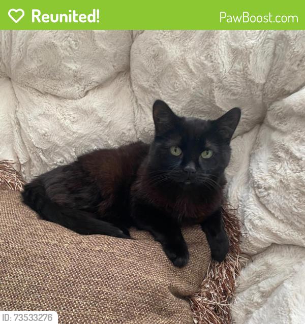 Reunited Male Cat last seen Near Ash Cir NE, Prior Lake, MN 55372, USA, Prior Lake, MN 55372