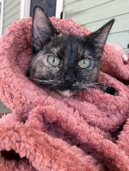 Reunited Unknown Cat last seen Maple and Taylor, Durham, NC 27701