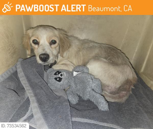 Found/Stray Male Dog last seen Freesia way, Beaumont, CA 92223