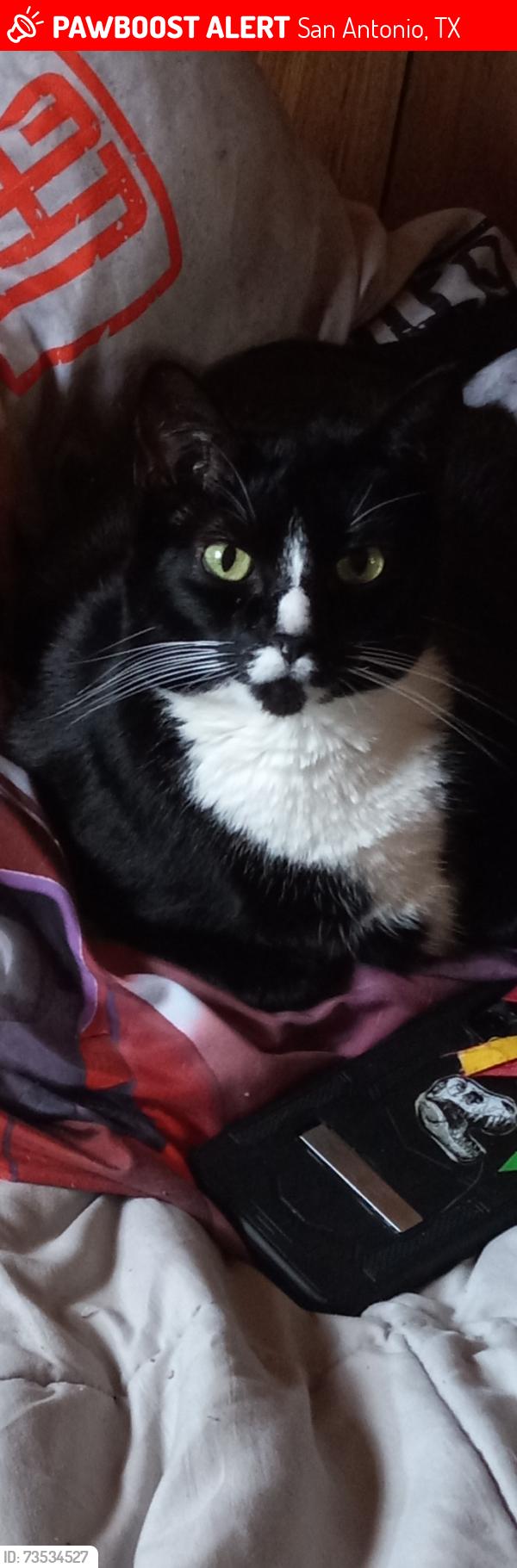 Lost Female Cat last seen Near brenda elaine st san antonio, San Antonio, TX 78221
