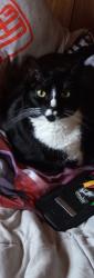 Lost Female Cat last seen Near brenda elaine st san antonio, San Antonio, TX 78221