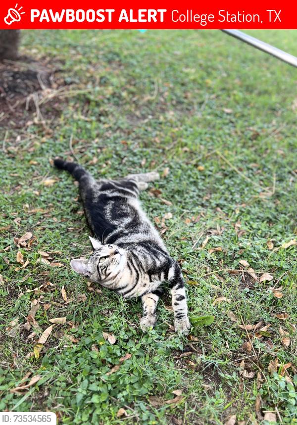 Lost Male Cat last seen Ponderosa, College Station, TX 77845
