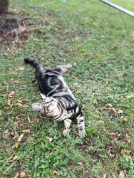 Lost Male Cat last seen Ponderosa, College Station, TX 77845
