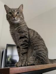Reunited Male Cat last seen Sixth and Eureka St, North of Douglass Park, Champaign, IL 61820