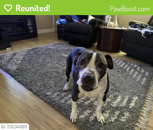 Reunited Male Dog last seen Bridle Path, North Augusta, SC 29860