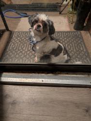 Found/Stray Male Dog last seen 63rd and S May, Oklahoma City, OK 73111