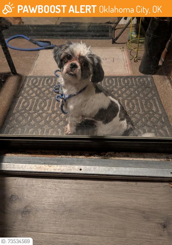 Found/Stray Male Dog last seen 63rd and S May, Oklahoma City, OK 73111