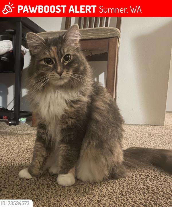 Lost Female Cat last seen Hunt Ave and Elizabeth St, Sumner, WA 98390