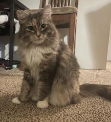 Lost Female Cat last seen Hunt Ave and Elizabeth St, Sumner, WA 98390