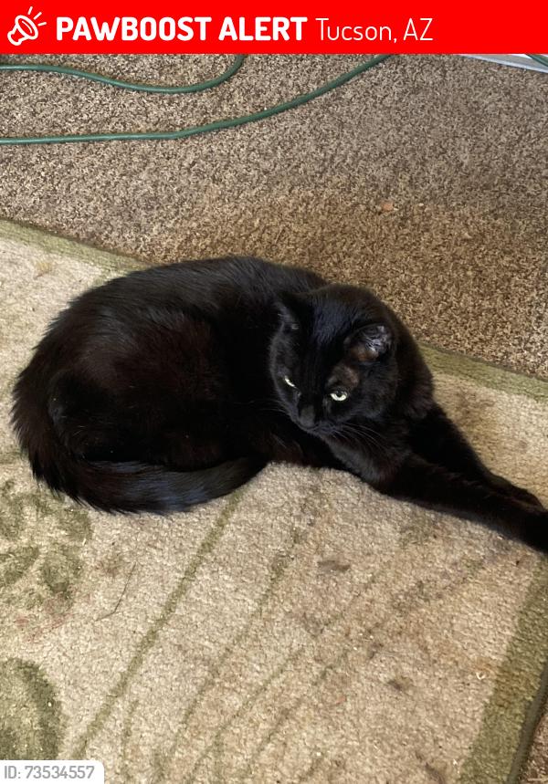 Lost Female Cat last seen Mission and Irvington, Tucson, AZ 85746