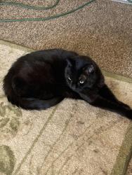 Lost Female Cat last seen Mission and Irvington, Tucson, AZ 85746