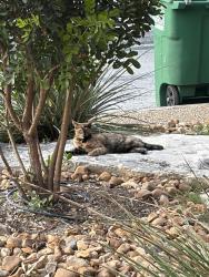 Lost Female Cat last seen West bitters and thrush ridge, San Antonio, TX 78248