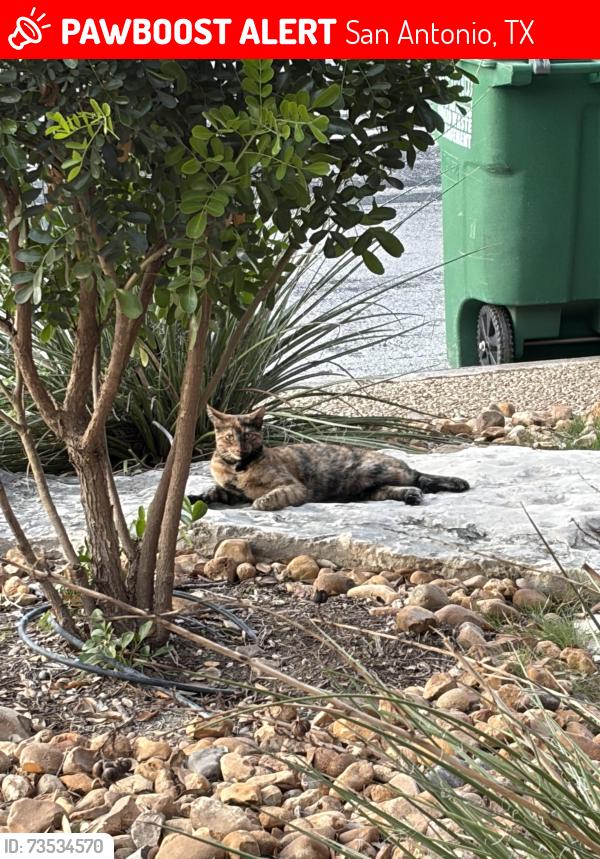 Lost Female Cat last seen West bitters and thrush ridge, San Antonio, TX 78248