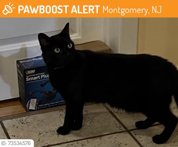 Found/Stray Unknown Cat last seen Cherry Hill, Montgomery, NJ 08558
