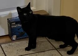 Found/Stray Unknown Cat last seen Cherry Hill, Montgomery, NJ 08558