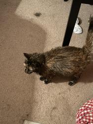 Reunited Female Cat last seen Talbot Canyon Rd, Oklahoma City, OK 73162