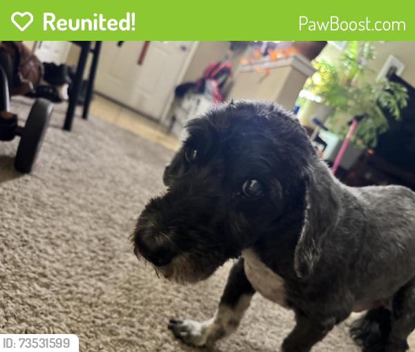Reunited Male Dog last seen Losee rd and Washburn, North Las Vegas, NV 89081